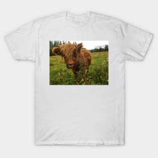 Scottish Highland Cattle Calf 2056 T-Shirt
